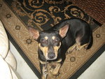 Coco  - Doberman Pinscher Mix Dog