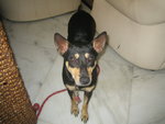 Coco  - Doberman Pinscher Mix Dog