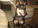 Coco  - Doberman Pinscher Mix Dog