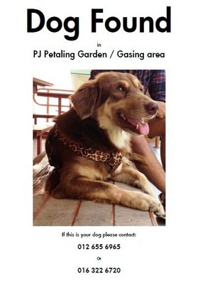 Found In Pj Gasing Area - Mixed Breed Dog