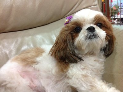 Tao Tao - Shih Tzu Dog