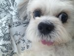 Harry - Shih Tzu Dog