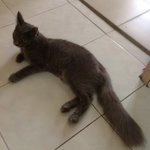 Gucci - Domestic Long Hair + Persian Cat