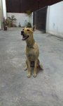 Yellow - Mixed Breed Dog