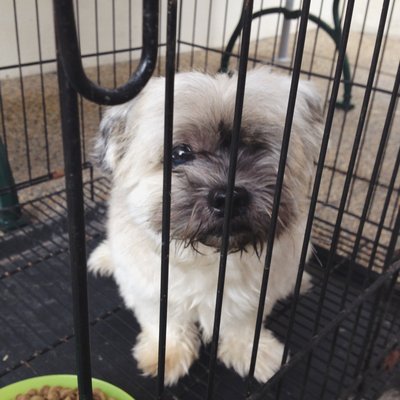 PF50784 - Shih Tzu Dog