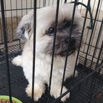 PF50784 - Shih Tzu Dog