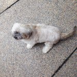 PF50784 - Shih Tzu Dog