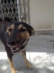 Blacky - Mixed Breed Dog