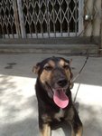 Blacky - Mixed Breed Dog