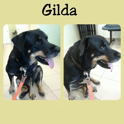 Gilda - Rottweiler Mix Dog