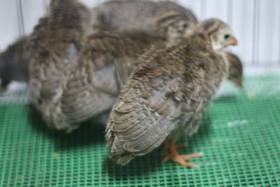 Ayam Mutiara - Guinea Fowl Bird