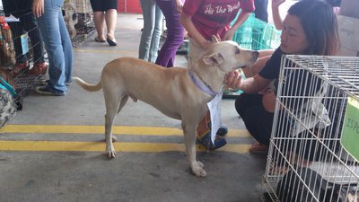 Lucky Boy - Mixed Breed Dog