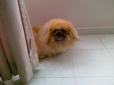 Beijing - Pekingese Dog