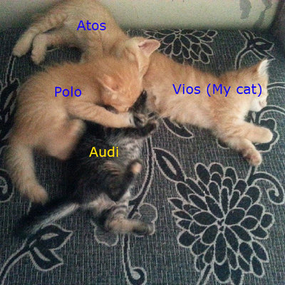 Audi, Atos, Polo - Domestic Medium Hair Cat