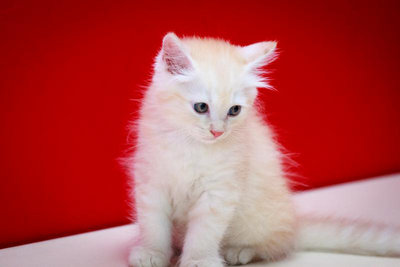 Molly - Turkish Angora + Himalayan Cat