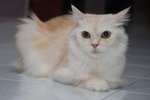 Molly - Turkish Angora + Himalayan Cat