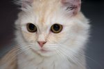 Molly - Turkish Angora + Himalayan Cat