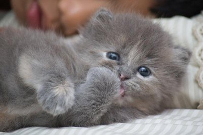 Lolly - Turkish Angora + Himalayan Cat