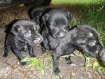 More Little Blackies - Mixed Breed Dog