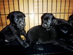 More Little Blackies - Mixed Breed Dog