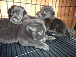 More Little Blackies - Mixed Breed Dog