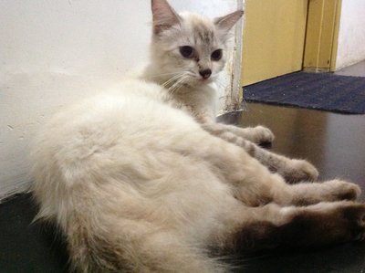 Chery - Domestic Medium Hair + Persian Cat