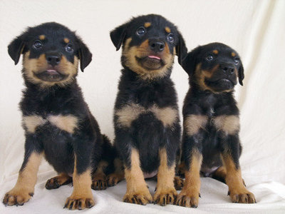 Rottweiler - Rottweiler Dog