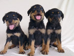 Rottweiler - Rottweiler Dog