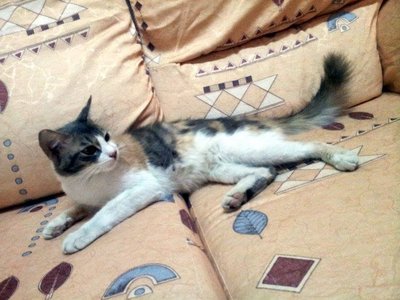 Zara - Domestic Long Hair Cat