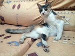 Zara - Domestic Long Hair Cat