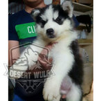 Siberian Wooly Husky w/ MKA (male)