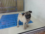 PF50854 - Pug Dog