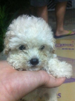 White Toy Poodle - Poodle Dog