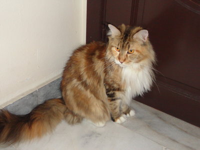 Tun Teja - Maine Coon Cat