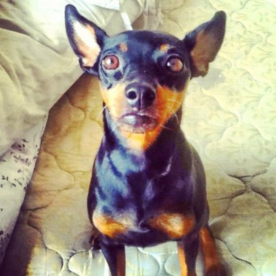 Klong Klong - Miniature Pinscher Dog