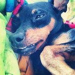 Klong Klong - Miniature Pinscher Dog