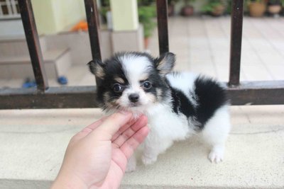 Tri Color Long Coat Chihuahua Pup - Chihuahua Dog