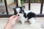 Tri Color Long Coat Chihuahua Pup - Chihuahua Dog