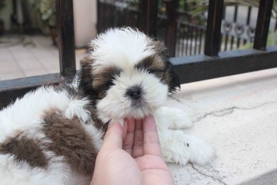 Tw Quality Shih Tzu Puppy  - Shih Tzu Dog