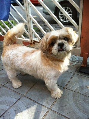 Chubby - Shih Tzu Dog