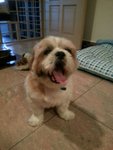 Chubby - Shih Tzu Dog