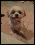 Chubby - Shih Tzu Dog