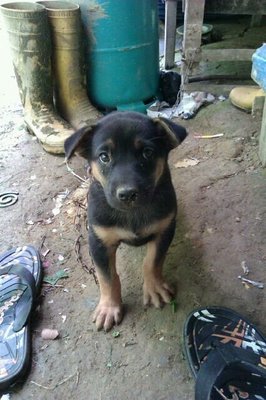 Blackie - Mixed Breed Dog