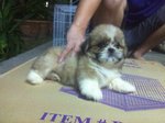 Cute Shih Tzu  - Shih Tzu Dog