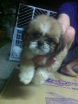 Cute Shih Tzu  - Shih Tzu Dog