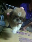 Cute Shih Tzu  - Shih Tzu Dog