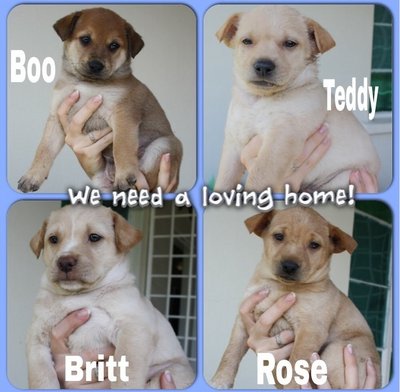 Rose, Boo,britt,teddy - Labrador Retriever Mix Dog