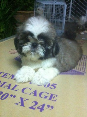 Eyebrow Shih Tzu - Shih Tzu Dog