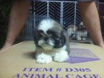 Eyebrow Shih Tzu - Shih Tzu Dog