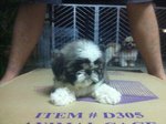 Eyebrow Shih Tzu - Shih Tzu Dog